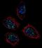 Pinin, Desmosome Associated Protein antibody, LS-C163822, Lifespan Biosciences, Immunofluorescence image 