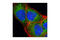 Teratocarcinoma-derived growth factor antibody, 2818S, Cell Signaling Technology, Immunofluorescence image 