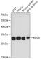 40S ribosomal protein S4, X isoform antibody, 22-444, ProSci, Western Blot image 