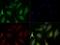 Egl nine homolog 3 antibody, GTX10880, GeneTex, Immunofluorescence image 