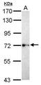 Brain Enriched Guanylate Kinase Associated antibody, PA5-31568, Invitrogen Antibodies, Western Blot image 