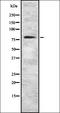 Metal regulatory transcription factor 1 antibody, orb337623, Biorbyt, Western Blot image 