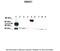 SMAD Family Member 1 antibody, 27-473, ProSci, Western Blot image 