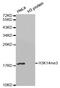 Histone H3.1t antibody, STJ27232, St John