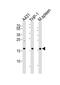 Sorting nexin-3 antibody, PA5-49025, Invitrogen Antibodies, Western Blot image 