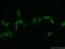 Proteasome 26S Subunit, Non-ATPase 11 antibody, 14786-1-AP, Proteintech Group, Immunofluorescence image 