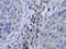 Colony Stimulating Factor 1 antibody, PP1048P1, Origene, Immunohistochemistry paraffin image 