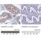 RNA Exonuclease 5 antibody, NBP1-92076, Novus Biologicals, Immunohistochemistry paraffin image 