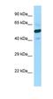 Succinate-CoA Ligase GDP-Forming Beta Subunit antibody, orb331361, Biorbyt, Western Blot image 