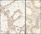 Fas Associated Factor 1 antibody, A302-810A, Bethyl Labs, Immunohistochemistry paraffin image 