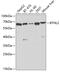 Butyrophilin Like 2 antibody, 22-717, ProSci, Western Blot image 