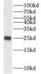 Opa Interacting Protein 5 antibody, FNab05982, FineTest, Western Blot image 