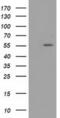Lectin, Mannose Binding 1 antibody, MA5-25346, Invitrogen Antibodies, Western Blot image 