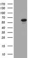 Protein Phosphatase 2 Scaffold Subunit Abeta antibody, TA811413, Origene, Western Blot image 
