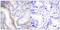 Urocortin antibody, abx013246, Abbexa, Immunohistochemistry frozen image 