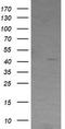 Radical S-Adenosyl Methionine Domain Containing 2 antibody, TA505799AM, Origene, Western Blot image 
