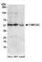 Reticulophagy Regulator Family Member 3 antibody, A304-684A, Bethyl Labs, Western Blot image 