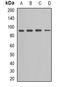 Cadherin EGF LAG seven-pass G-type receptor 1 antibody, orb85218, Biorbyt, Western Blot image 