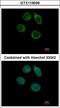 Carbohydrate Sulfotransferase 2 antibody, LS-C155594, Lifespan Biosciences, Immunofluorescence image 