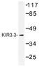 Potassium Voltage-Gated Channel Subfamily J Member 9 antibody, AP01403PU-N, Origene, Western Blot image 