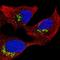 Proline And Serine Rich 3 antibody, HPA058492, Atlas Antibodies, Immunofluorescence image 