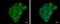 Follicle Stimulating Hormone Receptor antibody, NBP2-16537, Novus Biologicals, Immunofluorescence image 