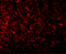 Phosphatidylinositol Glycan Anchor Biosynthesis Class Y antibody, 4955, ProSci, Immunofluorescence image 