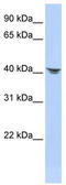 Septin-2 antibody, TA345164, Origene, Western Blot image 
