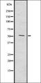Ras antibody, orb336710, Biorbyt, Western Blot image 