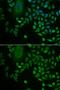 LSM4 antibody, GTX65884, GeneTex, Immunofluorescence image 