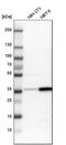 Signal Sequence Receptor Subunit 1 antibody, PA5-52811, Invitrogen Antibodies, Western Blot image 