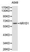 Nuclear receptor subfamily 1 group D member 1 antibody, MBS127846, MyBioSource, Western Blot image 