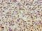Spermine oxidase antibody, LS-C672001, Lifespan Biosciences, Immunohistochemistry paraffin image 