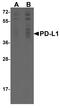 Pdl1 antibody, TA355071, Origene, Western Blot image 
