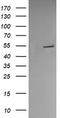 Protein Disulfide Isomerase Family A Member 3 antibody, TA504990AM, Origene, Western Blot image 