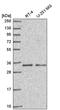 Coiled-Coil Domain Containing 107 antibody, PA5-65619, Invitrogen Antibodies, Western Blot image 