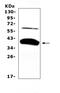 BCL2 Associated Athanogene 1 antibody, A02423-2, Boster Biological Technology, Western Blot image 
