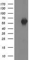 SH2B adapter protein 3 antibody, TA502748, Origene, Western Blot image 