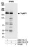 DNA Topoisomerase II Binding Protein 1 antibody, A300-111A, Bethyl Labs, Immunoprecipitation image 
