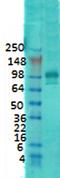 Discs Large MAGUK Scaffold Protein 4 antibody, orb67324, Biorbyt, Western Blot image 