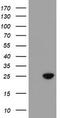 Spermatogenesis And Centriole Associated 1 Like antibody, TA504634, Origene, Western Blot image 