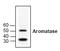 Cytochrome P450 Family 19 Subfamily A Member 1 antibody, AP00001PU-N, Origene, Western Blot image 