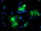 BAI1 Associated Protein 2 antibody, TA503342, Origene, Immunofluorescence image 
