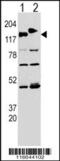 Cytoplasmic Linker Associated Protein 2 antibody, MBS9208001, MyBioSource, Western Blot image 