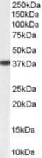 Alcohol dehydrogenase [NADP+] antibody, PA5-18073, Invitrogen Antibodies, Western Blot image 