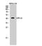 Free fatty acid receptor 4 antibody, STJ93329, St John
