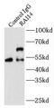 Retinoic Acid Induced 14 antibody, FNab07091, FineTest, Immunoprecipitation image 