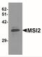Musashi RNA Binding Protein 2 antibody, NBP1-76575, Novus Biologicals, Western Blot image 