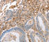 Internexin Neuronal Intermediate Filament Protein Alpha antibody, A3109, ABclonal Technology, Immunohistochemistry paraffin image 