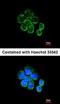 TNF Receptor Superfamily Member 8 antibody, orb13314, Biorbyt, Immunofluorescence image 